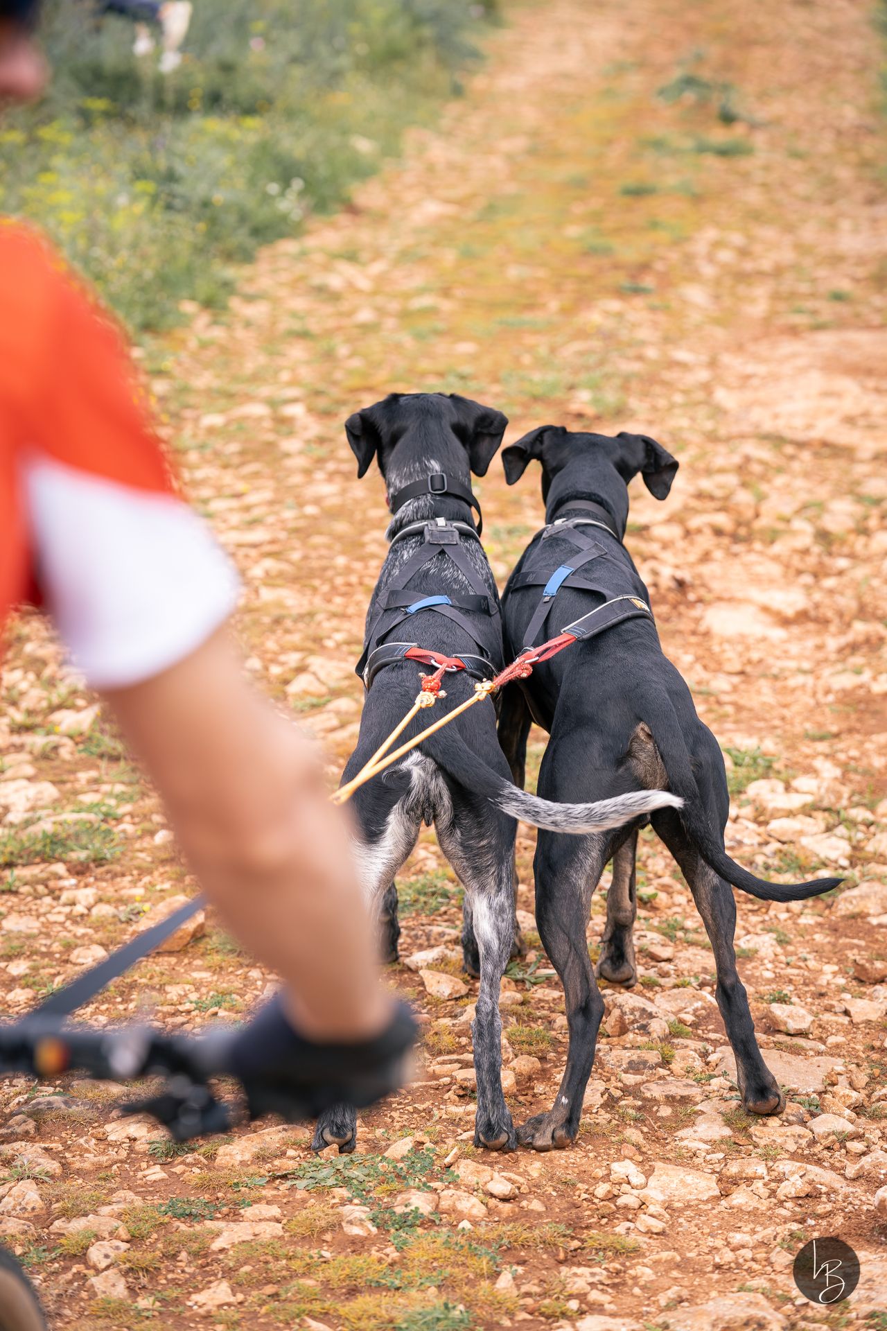 Zwei Hunde im Zuggeschirr beim Zughundesport - Dogscooter
